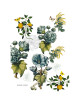 Lot de 2 torchons GARNIER THIEBAUT Giardino