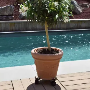 Roule plante LOUIS MOULIN Extensible à 3 roulettes - 3 coloris